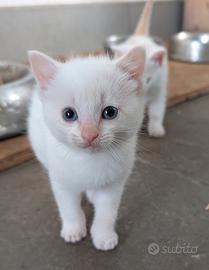 Regaliamo splendidi gattini