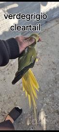 Parrocchetto dal collare cleartail