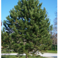 Pino legna da ardere