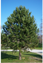 Pino legna da ardere