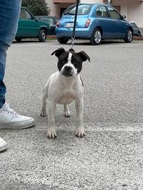 Staffordshire Bull Terrier