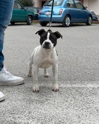 Staffordshire Bull Terrier