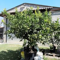 Pianta di Limone