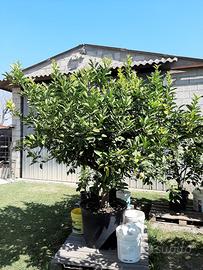 Pianta di Limone