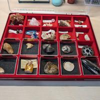 Collezione Fossili e Minerali Dr Steve Hunters