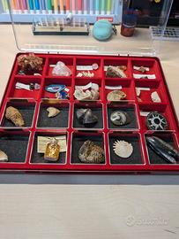 Collezione Fossili e Minerali Dr Steve Hunters