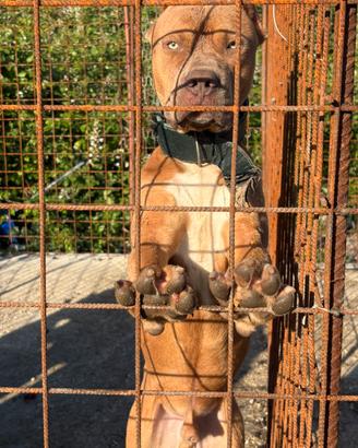 Pitbull ukc per accoppiamento