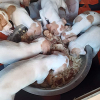 Cuccioloniii