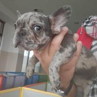 Bouledogue Francese cuccioli