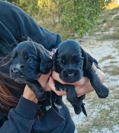 Cuccioli di cocker spaniel inglese