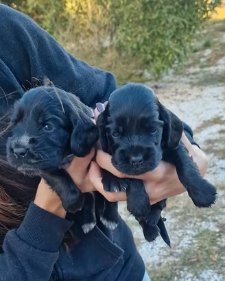 Cuccioli di cocker spaniel inglese