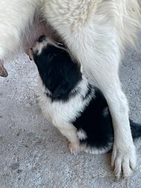 Cucciola pastore