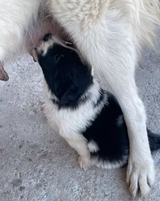 Cucciola pastore