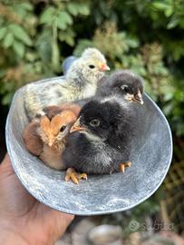 Galline pulcini