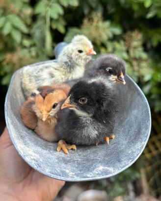 Galline pulcini
