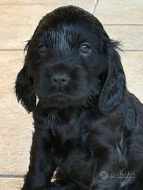 Disponibile ultimo cucciolo di cocker