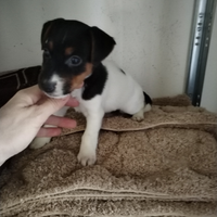 Jack Russell nani a zampa corta