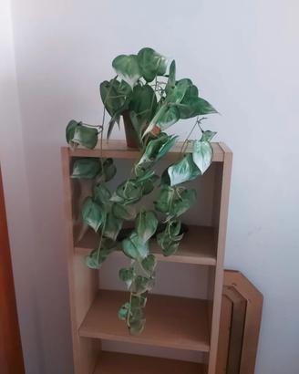 piantina