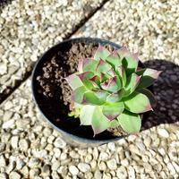 pianta grassa sempervivum 