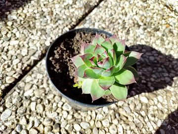 pianta grassa sempervivum 