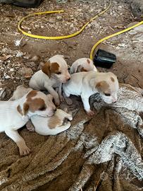 Cuccioli di segugio istriano