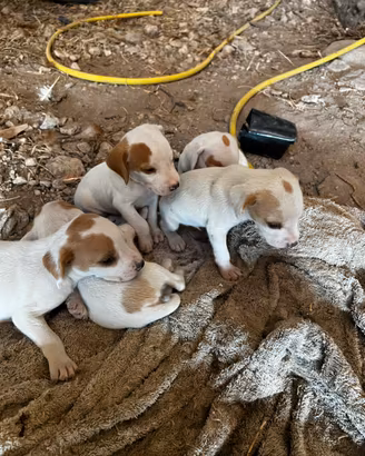Cuccioli di segugio istriano