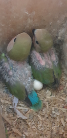 Pulli di inseparabili