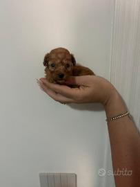 Barboncino toy