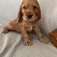 Cuccioli cocker spaniel