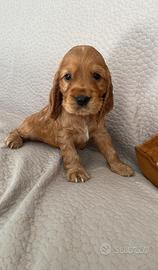 Cuccioli cocker spaniel