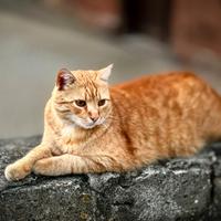 Imbianchino prezzi molto conveniente