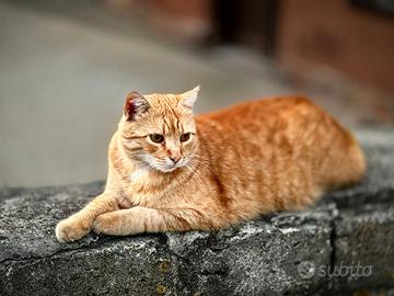 Imbianchino prezzi molto conveniente