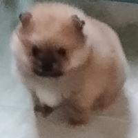 Spitz tedesco nano