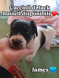 Cuccioli di Jack Russell