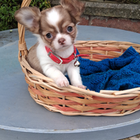 Cuccioli di piccola taglia