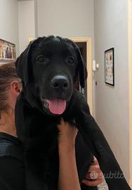 Labrador cucciola nera con pedigree e documenti