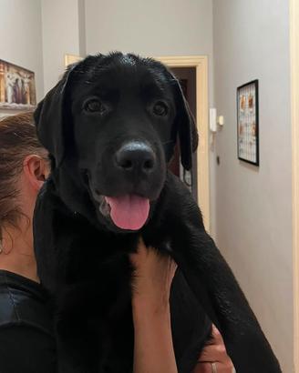 Labrador cucciola nera con pedigree e documenti