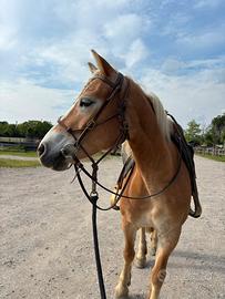 Mezza fida cavalla haflinger