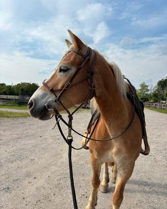 Mezza fida cavalla haflinger