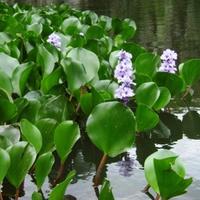 Eichhornia azurea