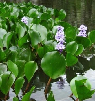 Eichhornia azurea