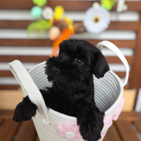 Schnauzer nano nero