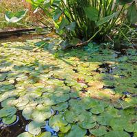 piante acquatiche da laghetto