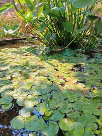 piante acquatiche da laghetto