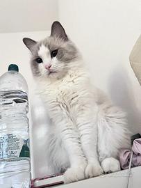 Ragdoll blue point bicolor maschio per accoppiare