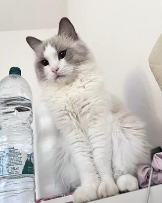Ragdoll blue point bicolor maschio per accoppiare