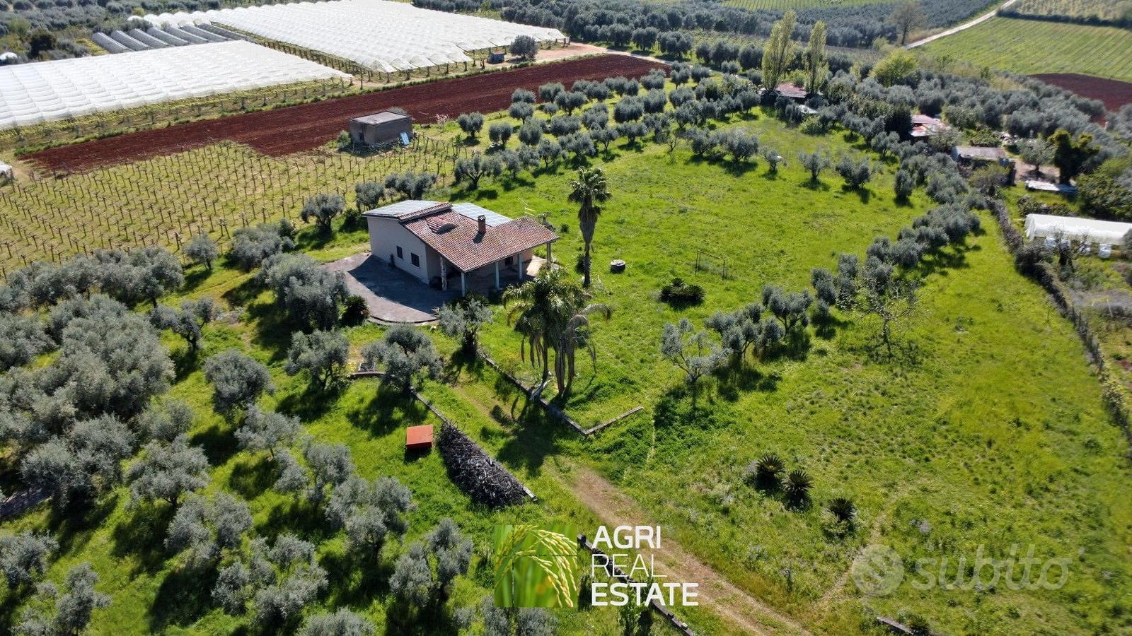 Casa 110 mq con uliveto - Vista 4