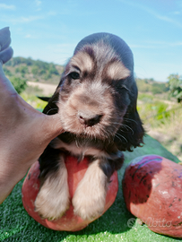 Cocker spaniel inglese pedigree show riproduzione