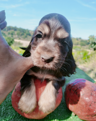 Cocker spaniel inglese pedigree show riproduzione