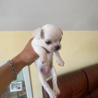 Chihuahua a pelo medio
